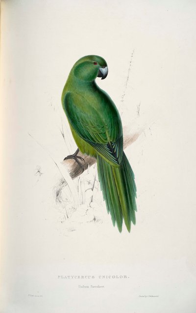 Cyanoramphus Unicolor by Edward Lear